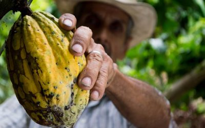 Cocoa-Plantain Farming Special Courses Bundle