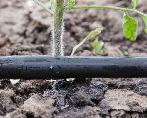 Drip irrigation installation.